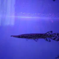 سر سوسماری و پلی اندیچری