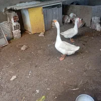 قوغاز