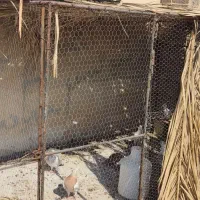 قفس کبوتری|لوازم جانبی حیوانات|برازجان, |دیوار