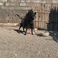 واگذاری یه قلاده سگ خارجی