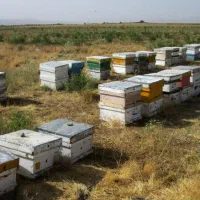 جعبه و کندو و طبق زنبور عسل