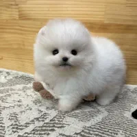 پودل، مالتیز،شیتزو