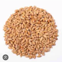 بذر گندم اصلاح شده سپند مخصوص دیم و آبی   جهاد