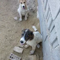 گمشده لطفااگردیدیداطلاع دهید