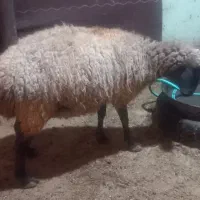 ۲راس میش دورگ رومانف ناز آبستن روزگاری