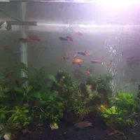 گیاه و خزه|ماهی|چهارباغ, |دیوار