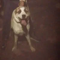 افغان 8ماهه