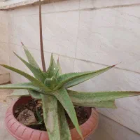 گل و نهال|گل و گیاه طبیعی|ری, فیروزآبادی|دیوار