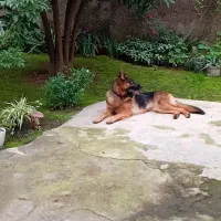 ژرمن شپرد اصیل آماده کشش|سگ|رشت, جانبازان|دیوار