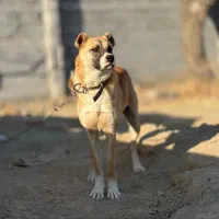 سگ نگهابان