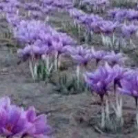 زمین با زعفران