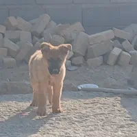 واگذاری سگ ژرمن|سگ|کرج, کمال‌شهر|دیوار