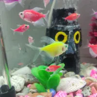 ماهی کالر و سیچلاید و ماکرو