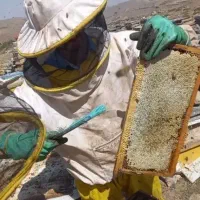 عسل بشرط طبیعی تضمینی فقط ۵۰۰هزارزیرقیمت بازار|خوردنی و آشامیدنی|سقز, |دیوار