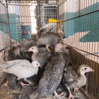 جوجه مرغ خروس بوقلمون برنز شاخداروگلین زینتی بیوتی|حیوانات مزرعه|اصفهان, باغ زیار|دیوار