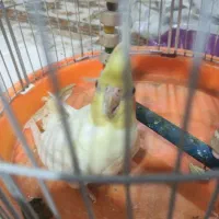 عروس هلندی لوتینو ماده