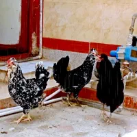 مرغ|حیوانات مزرعه|چغادک, |دیوار