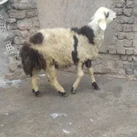 بره قوچ پلنگی|حیوانات مزرعه|بروجرد, |دیوار