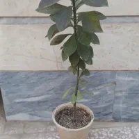 گیاه فردوس و آلوورا|گل و گیاه طبیعی|قم, ناصردیوان|دیوار