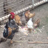 فروش خروس سالم و سرحال