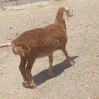 بره چینی سبک وزن