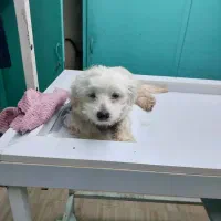 پیدا شدن سگ خانگی سفید