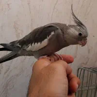 3عددعروس هلندی دستی|پرنده|یزد, |دیوار