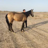 فروشنده اسب سه ساله