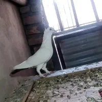 کفتر(دم قهوه‌ای)