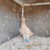 صید بوم بلند