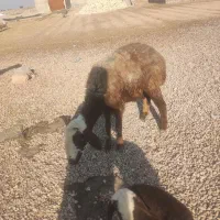 گوسفند با بره