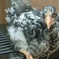 جوجه مرغ و خروس نژاد دار