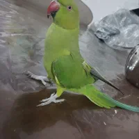 طوطی ملنگو باهوش و سخنگو