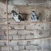 سوسی دمسفید . سبز تیر سفید بدون غلط