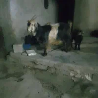 ۱۰ راس بز همراه با ۱۰ راس کره به فروش میرسد