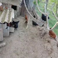 مرغ تخمگذار وجوجه غاز اکراینی