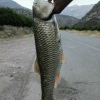 ماهی رودخانه همه روزه و تازه