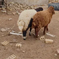 دوعدد بره نر و ماده درجه یک|حیوانات مزرعه|اهواز, منازل کارون|دیوار
