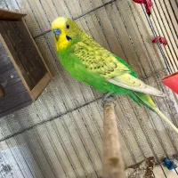 مرغ عشق اسپانگل