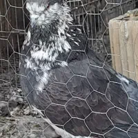 کفتر پرشی|پرنده|قم, ولیعصر|دیوار