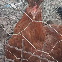 فروش خروس|حیوانات مزرعه|هشتگرد, هیو|دیوار