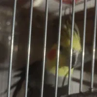 جفت عروس هلندی مولد اماده وجوجه سرلاکی|پرنده|نقده, |دیوار