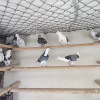 بهترین کبوتران پرشی تهران