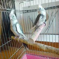 عروس هلندی ماده مست|پرنده|ویلکیج, |دیوار