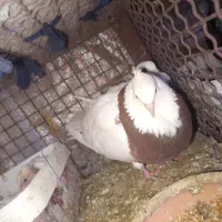 سلام و عرض ادب احترام