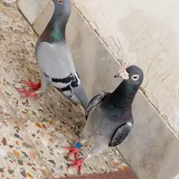 یه جفت نروماده درج یک بشرت تخموجوجه