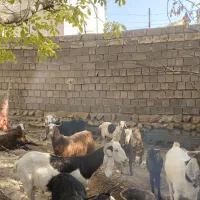 فروش بز بزغاله|حیوانات مزرعه|سیوان, |دیوار