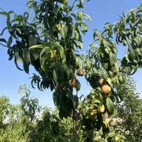 ۳۰۰ متری (صفا)درشاهجعفری|فروش زمین و ملک کلنگی|چهاردانگه (تهران), |دیوار