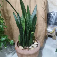 فروش انواع گل های آپارتمانی