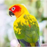 معاوضه با گرینچیک ، راهب ، خورشیدی ، شاه طوطی و .